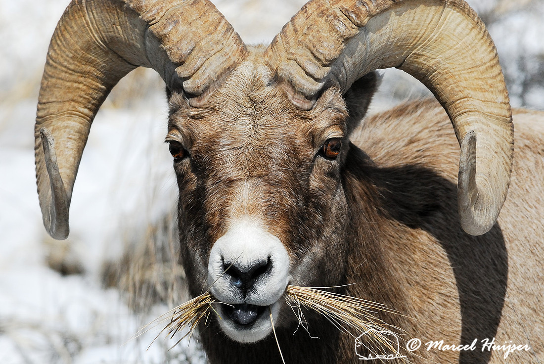 Bighorn sheep ram (Ovis canadensis), Wyoming, USA