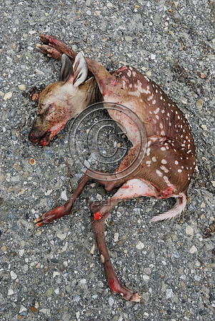 White-tailed deer (Odocoileus virginianus) fetus roadkill, AB  Note: the doe was struck and was lying dead further down the road, fetus was ripped from womb