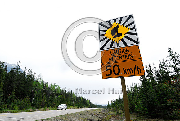 Mountain goat (Oreamnos americanus) warning sign, AB