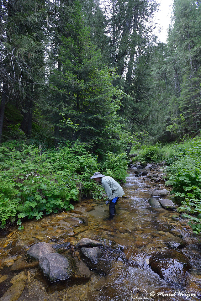 Marcel Huijser looks for salamanders in a creek, Lochsa drainage, Idaho, USA
