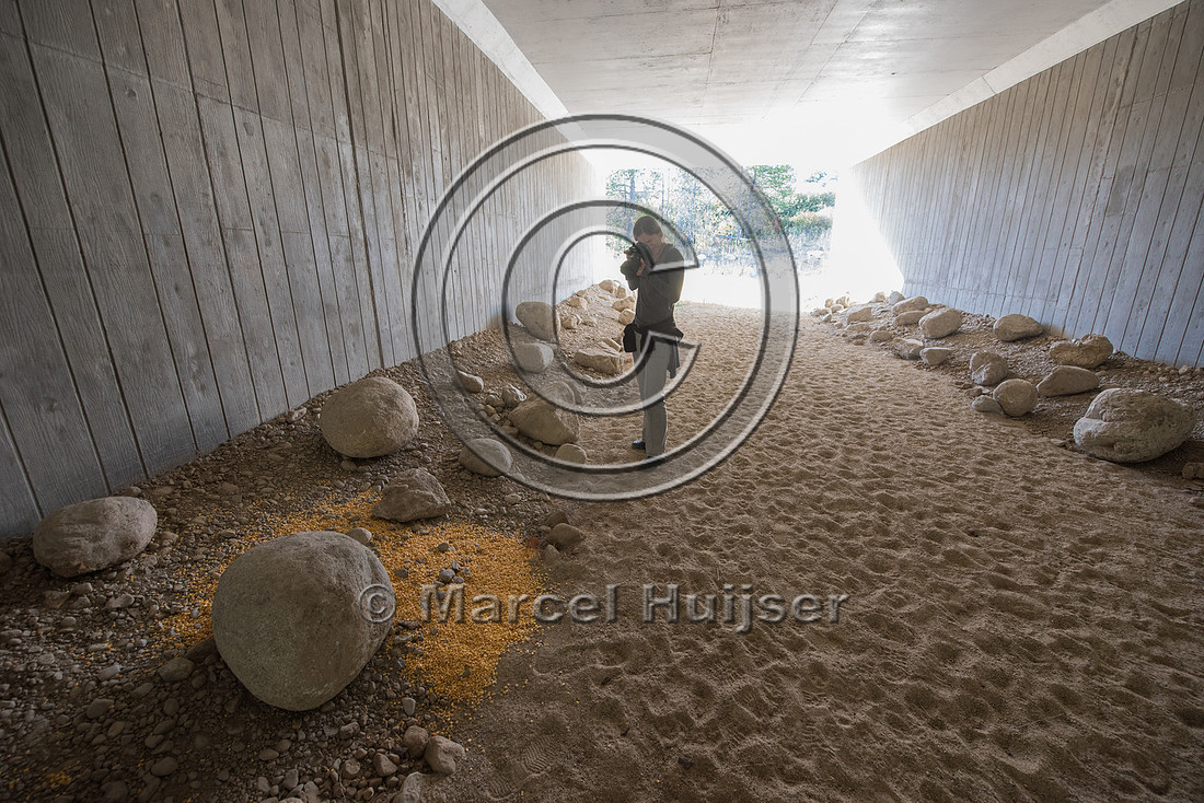 Legal or illegal feeding of corn in wildlife underpass, US Hwy 9