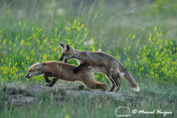 Red fox (Vulpes vulpes) kits playing, Montana, USA