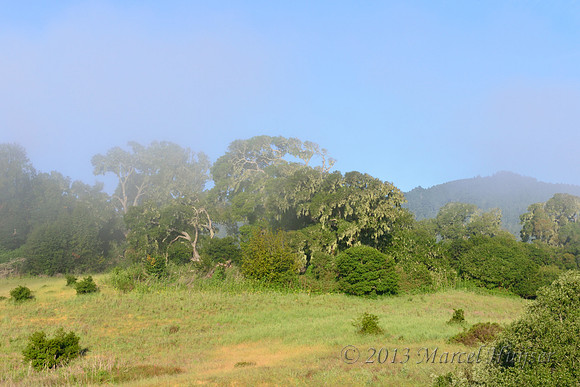 Coastal forest in mist, Point Reyes National Seashore, California, USA