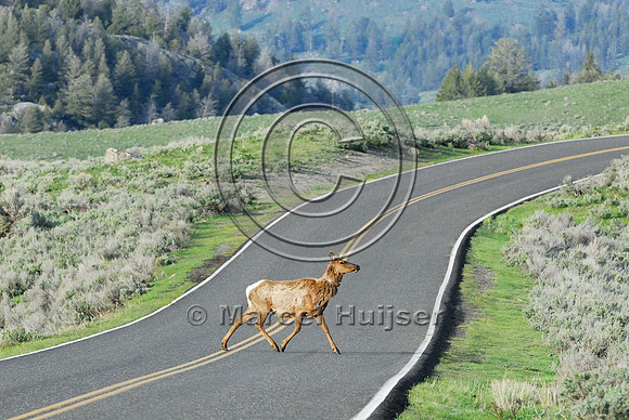 Elk (Cervus canadensis) approaching and crossing road, WY