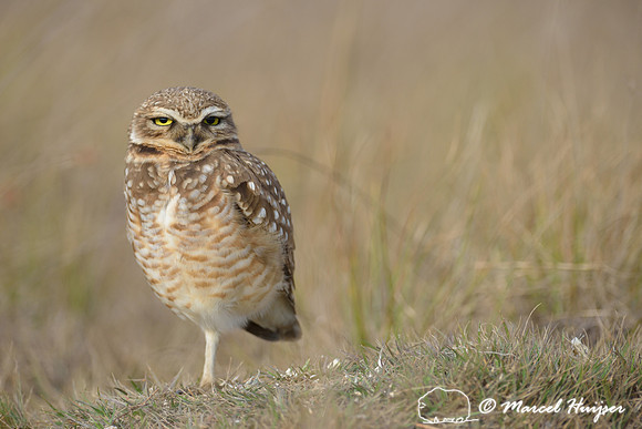 Burrowing owl (Athene cunicularia), Estação Experimental e a Estação Ecológica de Itirapina, São Paulo, Brazil