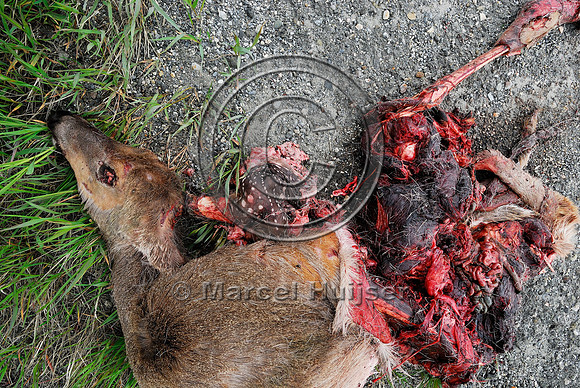 White-tailed deer (Odocoileus virginianus) doe roadkill with fetus roadkill, AB