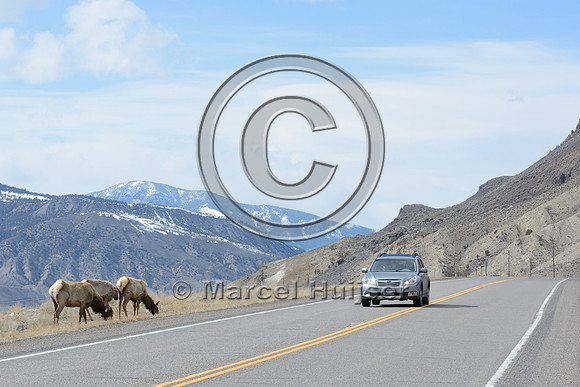 Elk (Cervus canandensis) grazing along highway, Montana, USA