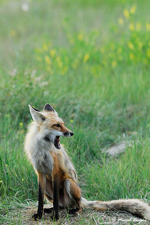 Red fox (Vulpes vulpes) adult at the den, Montana, USA