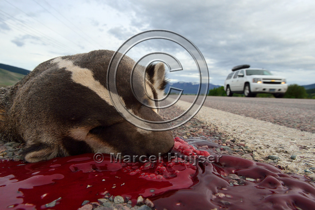 White stripe on head and neck of roadkilled American badger (Taxidea taxus), Montana, USA