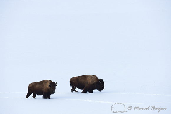 Bison (Bison bison) in the snow, Wyoming, USA