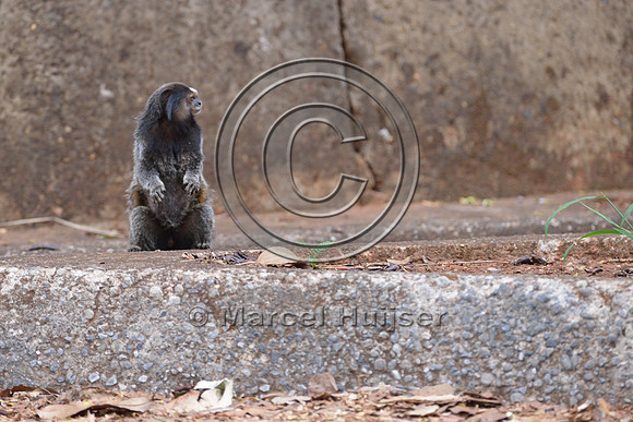 Black-pencilled marmoset (Callithrix penicillata) looking for traffic before crossing at grade right under the canopy crossing, ESALQ campus, Piracicaba, São Paulo, Brazil