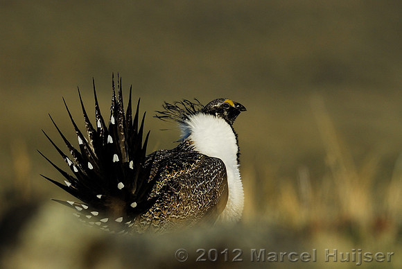 Male sage grouse (Centrocercus urophasianus) in a lek and displaying, near Bannack, Montana, USA