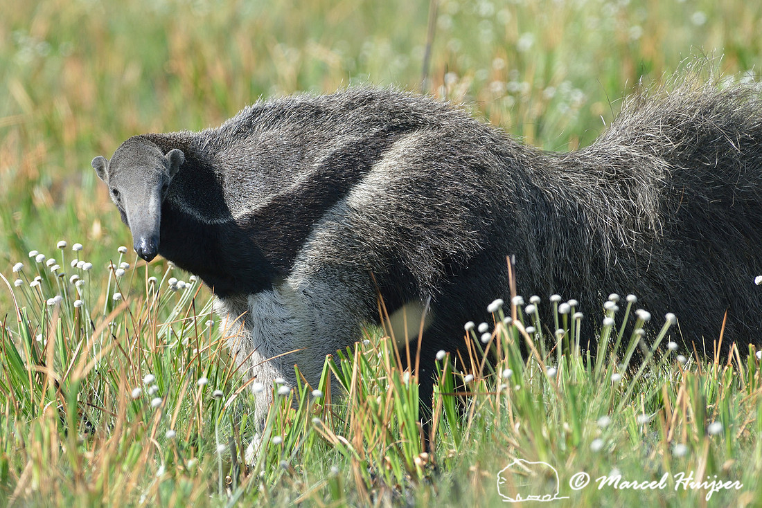 Giant anteater (Myrmecophaga tridactyla), Parque Nacional da Serra da Canastra, Minas Gerais, Brazil