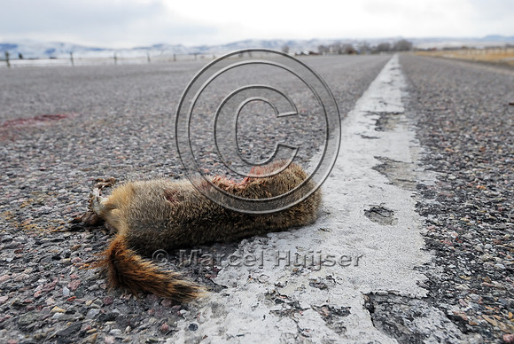 Uinta ground squirrel (Urocitellus armatus) roadkill, Hwy 278, west of Dillon, Montana, USA