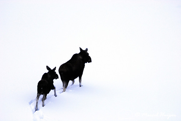 Moose (Alces alces) in the snow