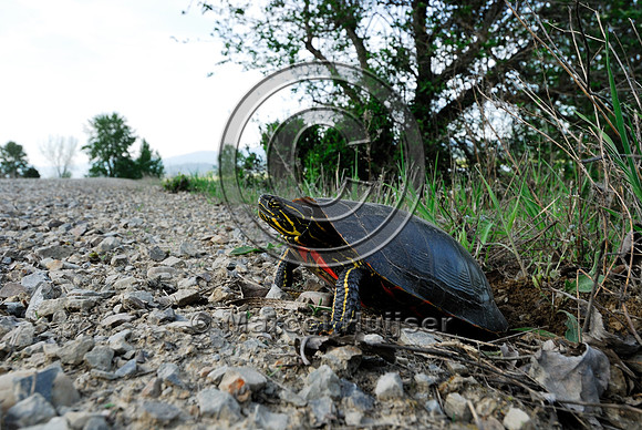 Western painted turtle ( Chrysemys picta bellii) digging a hole and laying eggs along a gravel road, northern Idaho, USA
