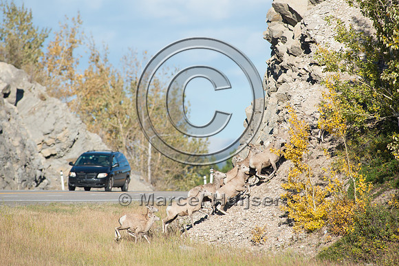 Bighorn sheep (Ovis canadensis) on and along highway at a fence