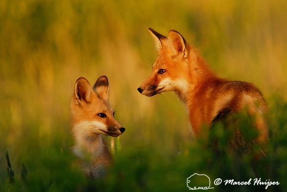Portrait of red fox (Vulpes vulpes) kits in golden light, Montana, USA