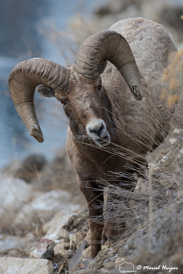 Bighorn sheep ram (Ovis canadensis) foraging along river, Wyoming
