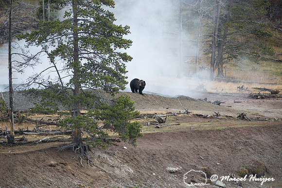 Grizzly bear (Ursus arctos) and geyser,  Wyoming, USA