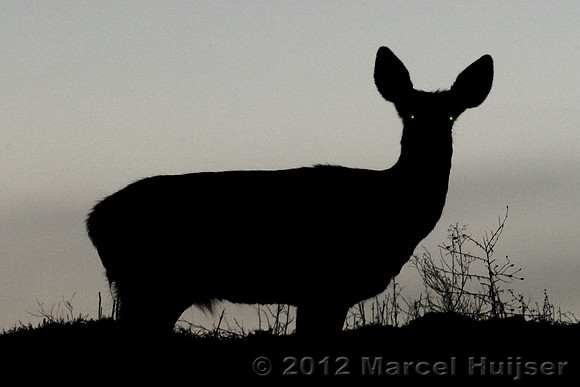 Mule deer (Odocoileus hemionus) doe against an evening sky, Montana, USA