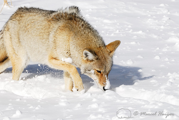 Coyote (Canis latrans) in the snow, Wyoming, USA