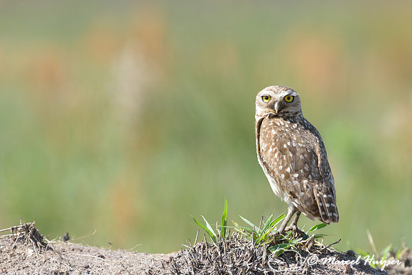 Burrowing owl (Athene cunicularia), Parque Nacional da Serra da Canastra, Minas Gerais, Brazil