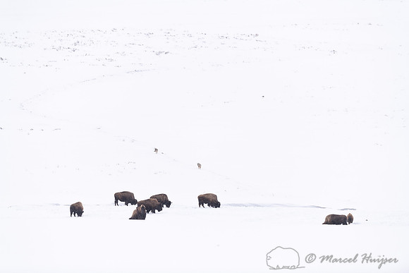 Bison (Bison bison) and coyotes (Canis latrans) diverge in the s