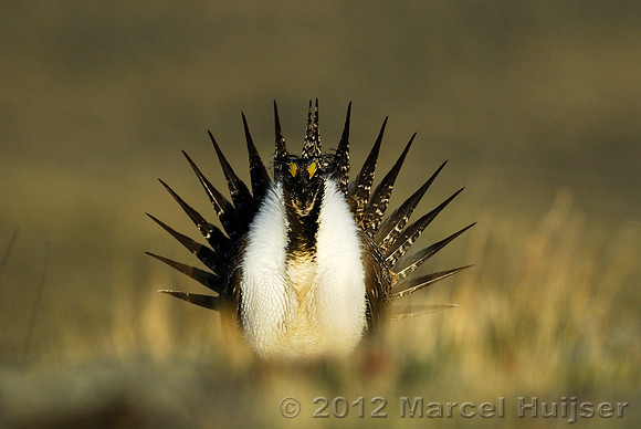 Male sage grouse (Centrocercus urophasianus) in a lek and displaying, near Bannack, Montana, USA