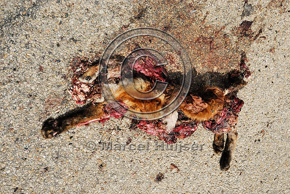 Red fox (Vulpes vulpes) kit roadkill, Montana, USA