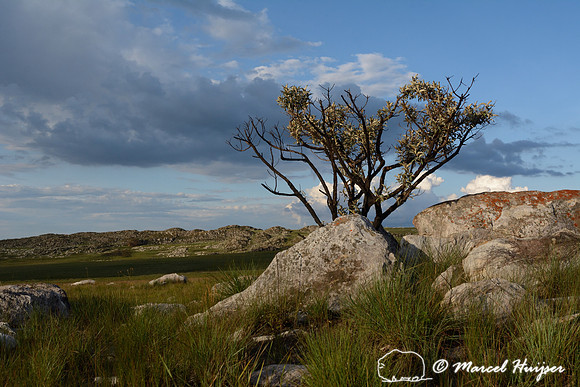 Green vegetation about two months after a fire, Parque Nacional da Serra da Canastra, Minas Gerais, Brazil
