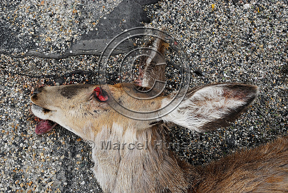 Roadkilled mule deer doe (Odocoileus hemionus), MT