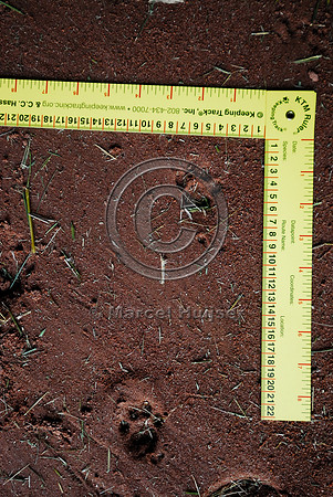 Jaguarundi (Puma yagouaroundi) tracks in a multifunctional underpass, along SP-225, near Brotas, Sao Paulo, Brazil