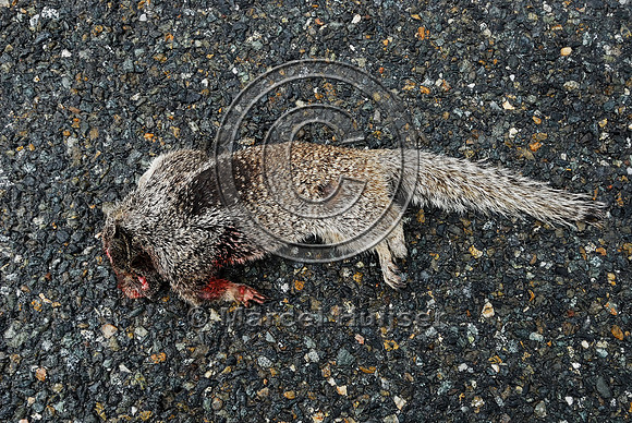 California ground squirrel (Spermophilus beecheyi) roakill, near Ft Jones, California, USA