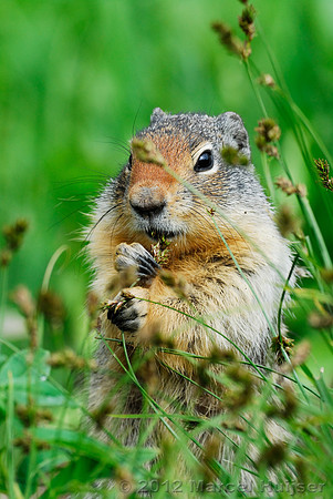 Columbian ground squirrel (Urocitellus columbianus), Montana, USA