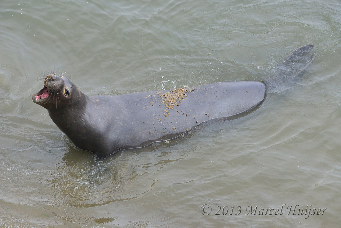 Northern elephant seal (Mirounga angustirostris) scoops up sand with mouth and flings it over its back, Point Reyes National Seashore, California, USA