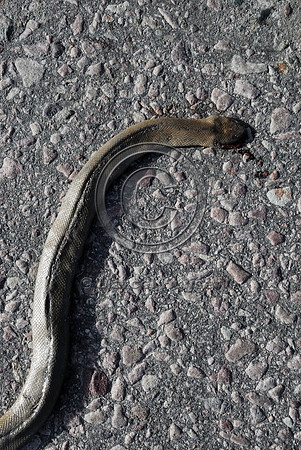 Rubber boa (Charina bottae) road kill, Missoula, MT
