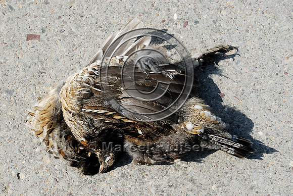 Ruffed grouse (Bonasa umbellus) roadkill, MT