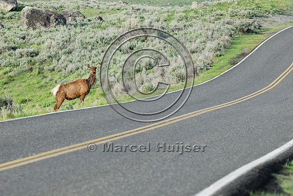 Elk (Cervus canadensis) approaching and crossing road, WY