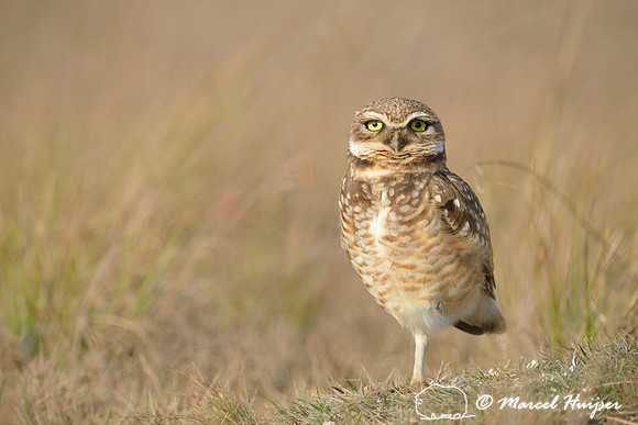 Burrowing owl (Athene cunicularia), Estação Experimental e a Estação Ecológica de Itirapina, São Paulo, Brazil