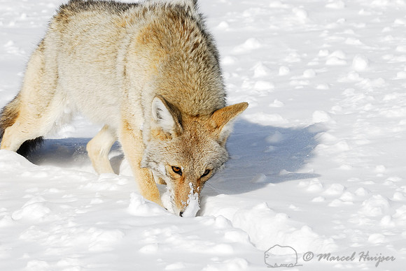 Coyote (Canis latrans) in the snow, Wyoming, USA