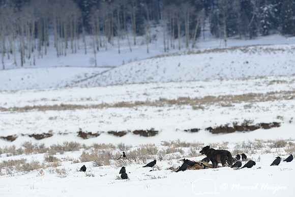 Black wolf (Canis lupus) with radio colar on elk carcass, Wyoming, USA
