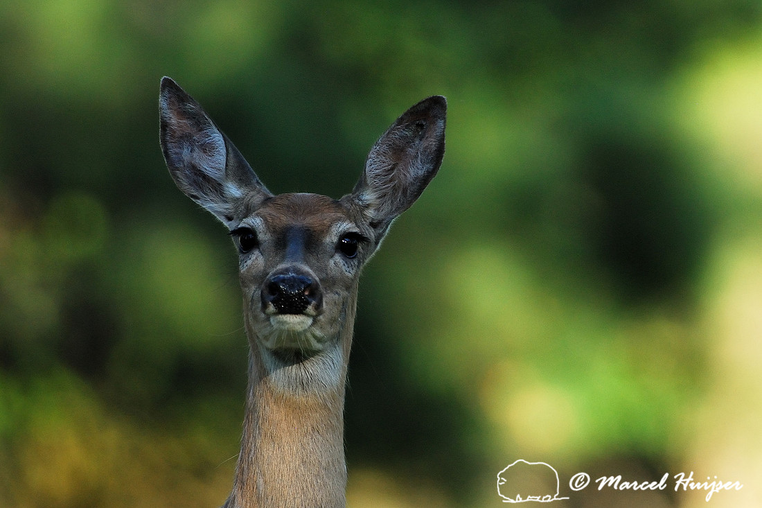 White-tailed deer (Odocoileus virginianus), Montana, USA