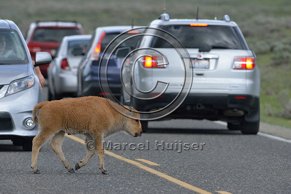 Bison calf (Bison bison) crossing road, Yellowstone National Park, Wyoming, USA