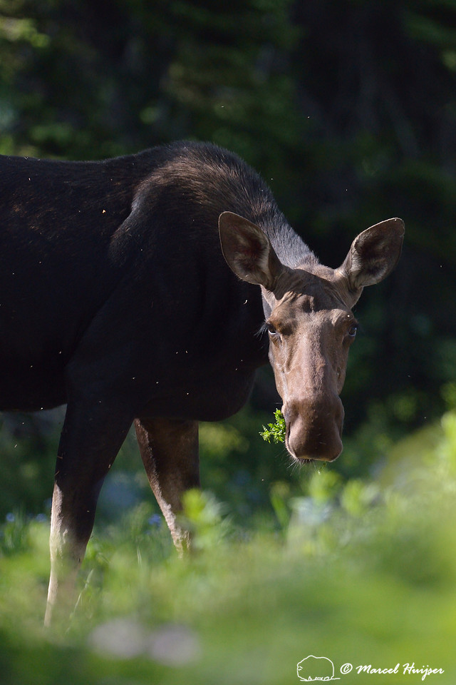 Moose (Alces alces), on ridge south of Teton Pass, Wyoming, USA