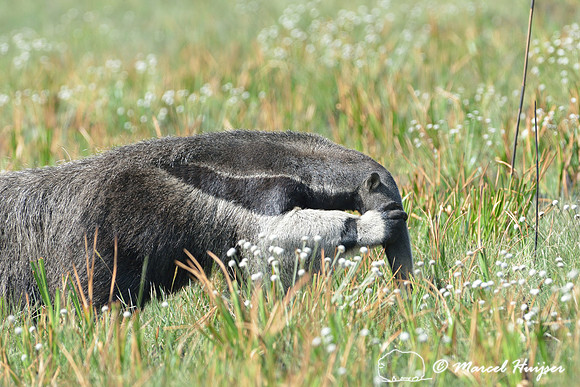 Giant anteater (Myrmecophaga tridactyla) scrapes off termites from its head, Parque Nacional da Serra da Canastra, Minas Gerais, Brazil (vulnerable, IUCN 2014)