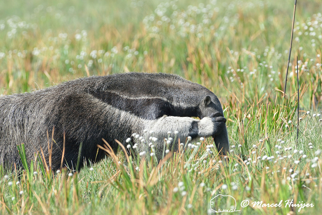 Giant anteater (Myrmecophaga tridactyla) scrapes off termites from its head, Parque Nacional da Serra da Canastra, Minas Gerais, Brazil (vulnerable, IUCN 2014)