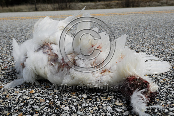 Chicken (Gallus gallus domesticus) roadkill, US Hwy 93, near Darby, Montana, USA
