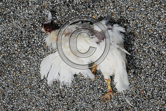 Chicken (Gallus gallus domesticus) roadkill, US Hwy 93, near Darby, Montana, USA