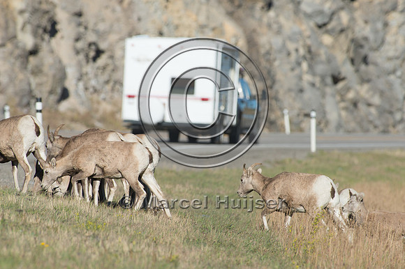 Bighorn sheep (Ovis canadensis) on and along highway at a fence